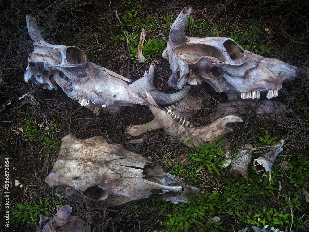 Naklejka premium ritual skulls