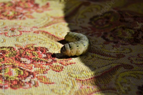 Big caterpillar on the colorful base. A huge and colorful caterpillar stays between shadow and light photo