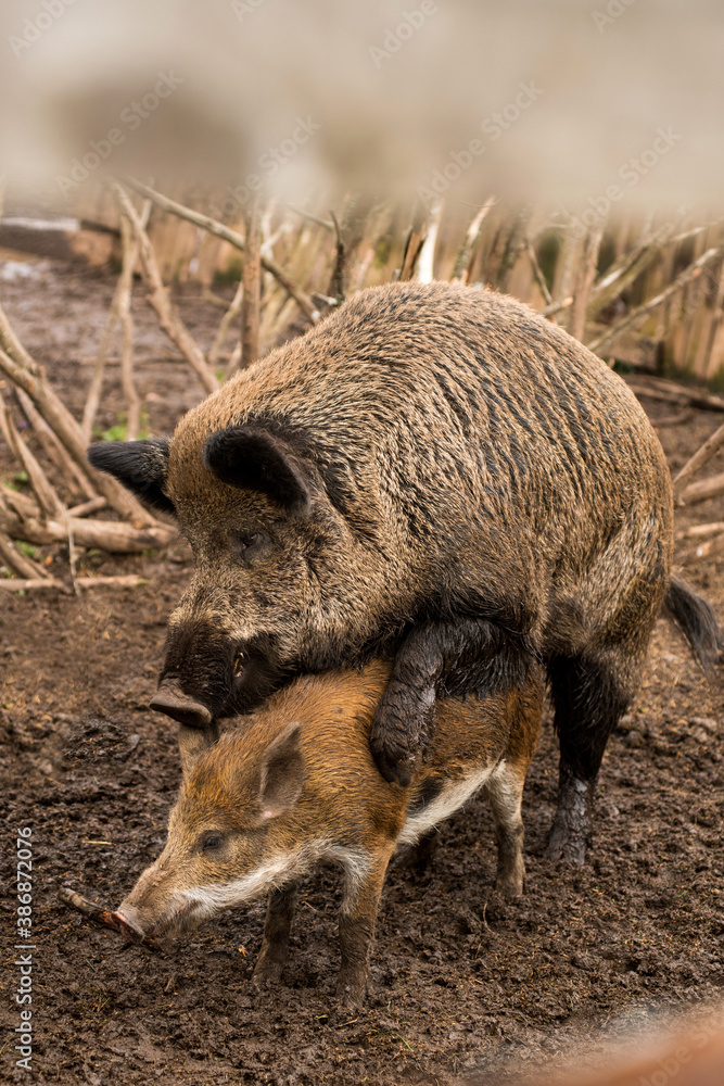 Fototapeta premium sex, mating season, animal, park, pig, wild boar, wild pig, wild standing, pork, portrait, predator, animal themes, aper, attack, brown, carnivorous, cute, dangerous, dark, european, fauna, field, for