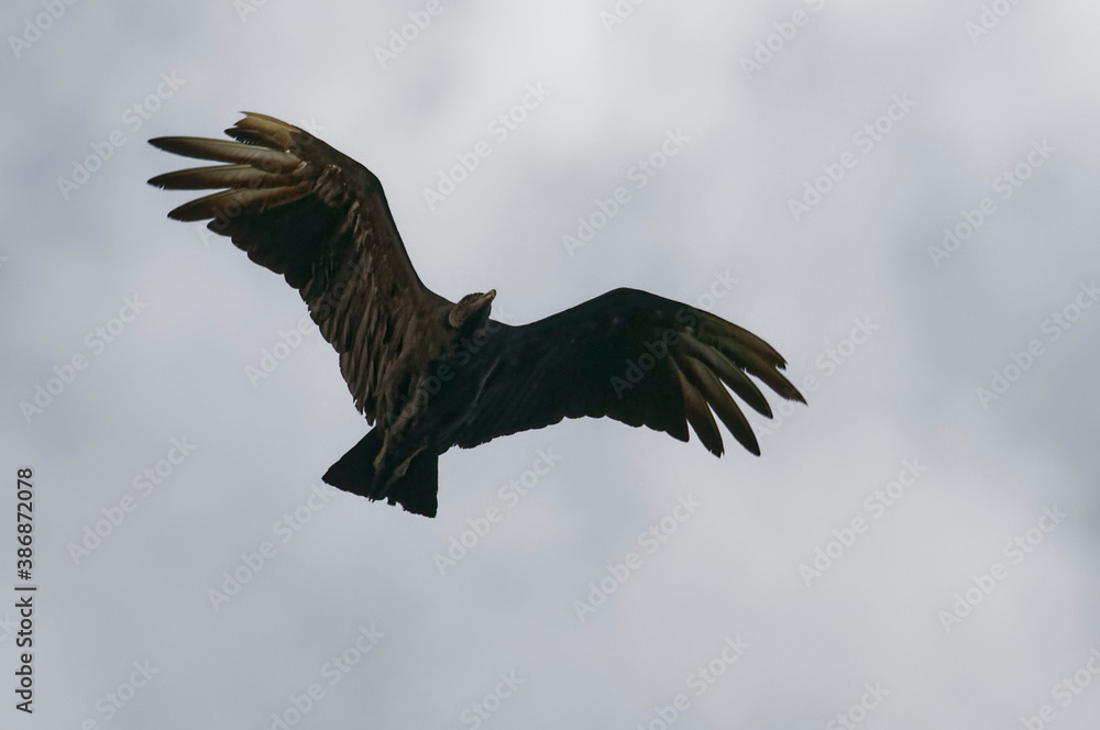 Naklejka premium Black vulture (Coragyps atratus) flying at Tortuguero National Park, Costa Rica