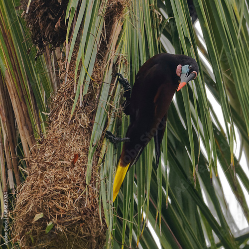 Montezuma oropendola (Psarocolius montezuma) at Tortuguero National Park, Costa Rica photo