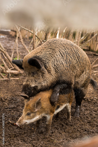 Photography sex, mating season, animal, park, pig, wild boar, wild pig, wild standing, pork,