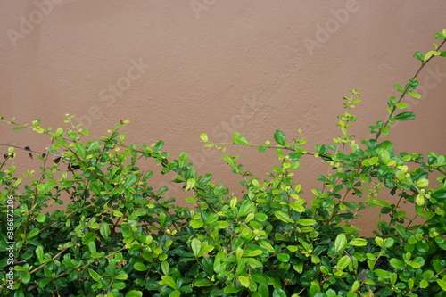 Concrete  wall  background  with  copy  space  in  Thailand.