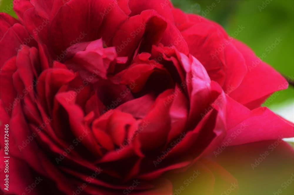 red rose closeup red rose closeup