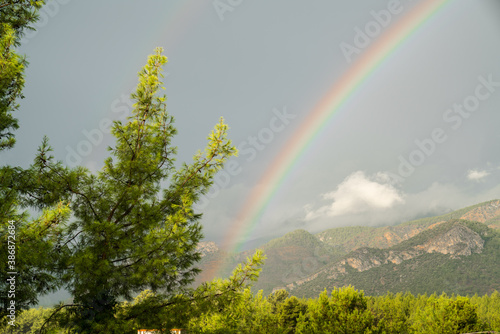 Rainbow, pine forest with mountains and cloudy sky in the background.