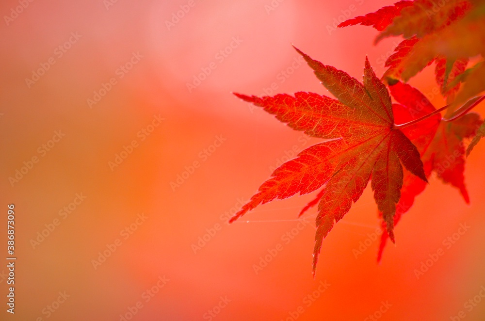 red maple leaves red maple leaves