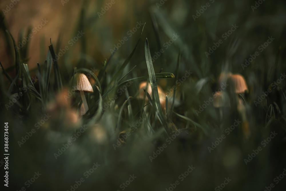 Mushrooms in the woods Mushrooms in the woods