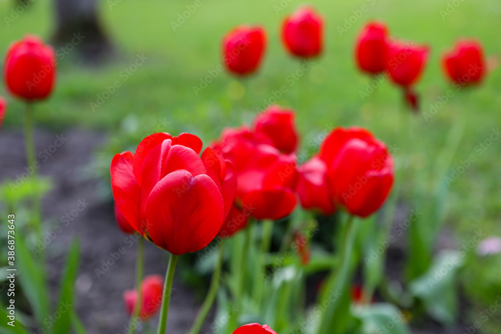 Beautiful red tulips blooming in small garden. Beautiful red tulips blooming in small garden.