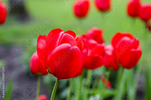 Beautiful red tulips blooming in small garden.