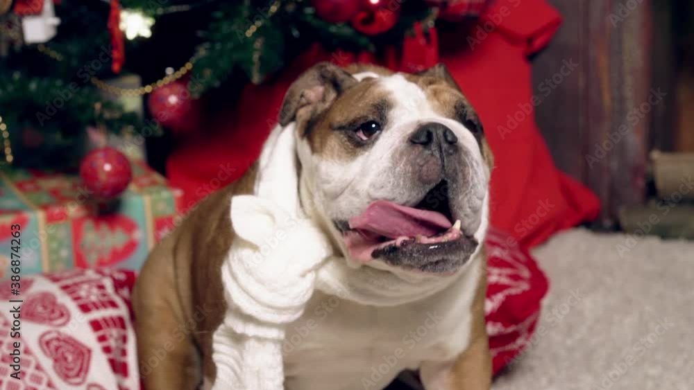 Portrait of a cute funny bulldog under a Christmas fir tree. Christmas. New Year. The concept of advertising. suitable for christmas promotion Portrait of a cute funny bulldog under a Christmas fir tree. Christmas. New Year. The concept of advertising. suitable for christmas promotion