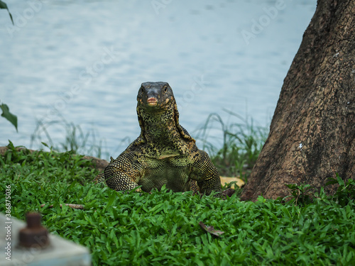 Lizard in wildlife in the park in Bangkok