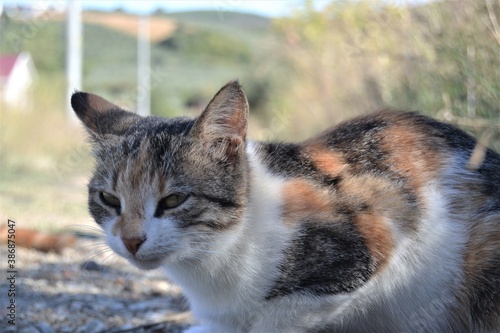 Colorful cat with its beautiful and green eyes. Close-up cat photos. Cute cats sits as like pose to photo machine