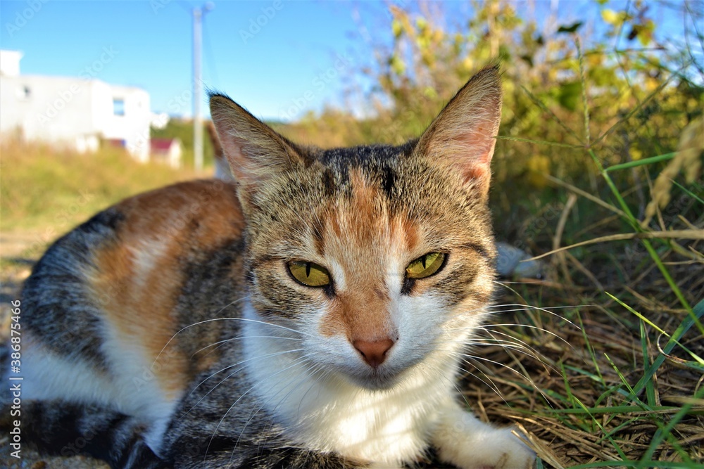 Colorful cat with its beautiful and green eyes. Close-up cat photos. Cute cats sits as like pose to photo machine Colorful cat with its beautiful and green eyes. Close-up cat photos. Cute cats sits as like pose to photo machine