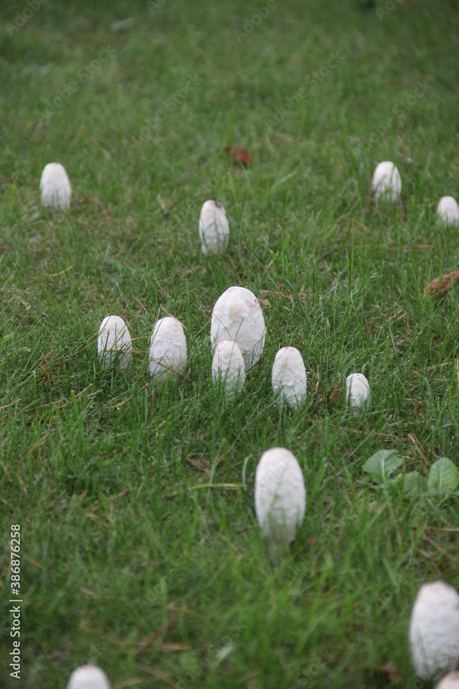 Champignons coprin dans le gazon Stock Photo Adobe Stock