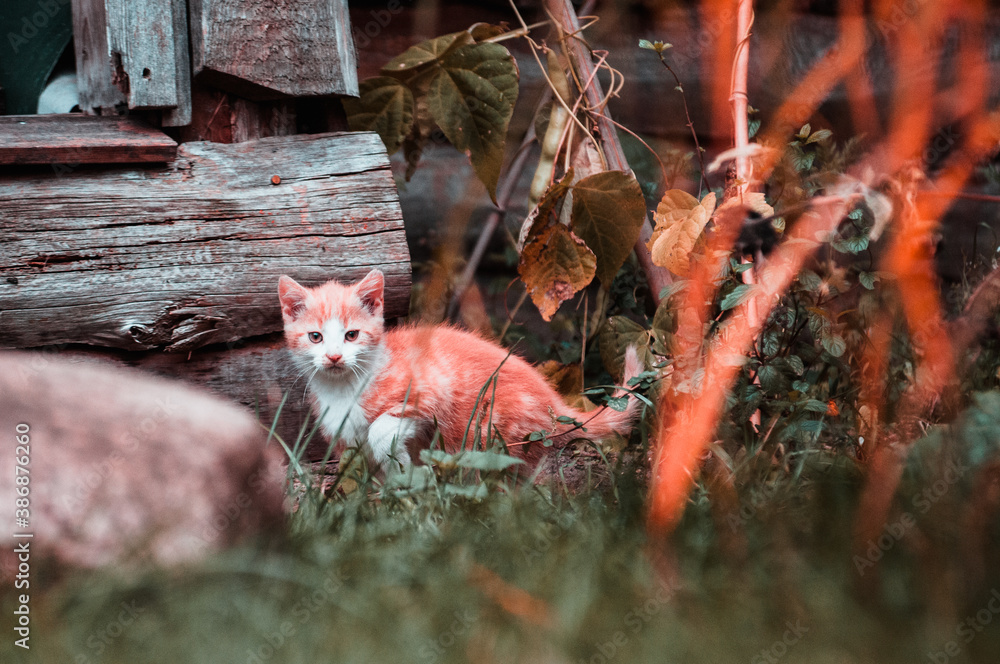 Fototapeta premium Babykatzen in ländlicher Umgebung