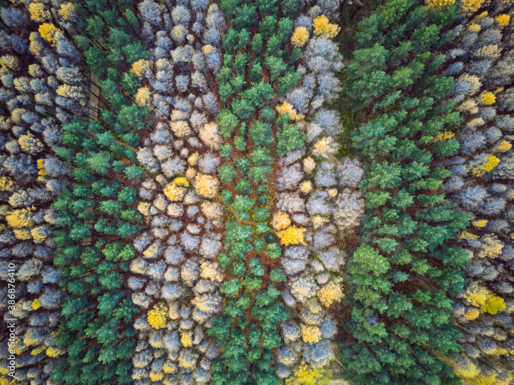 Aerial view of autumn colorful forest