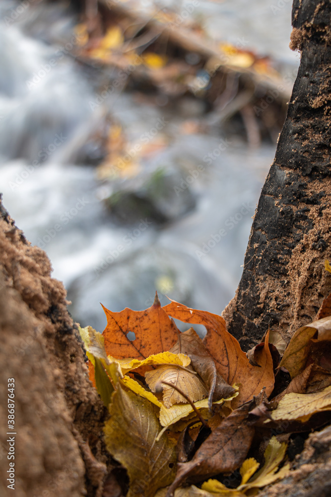 A view of a water cascade through damaged trunk of tree. The fall leaves on branch,  background the rocky creek at autumn forest.