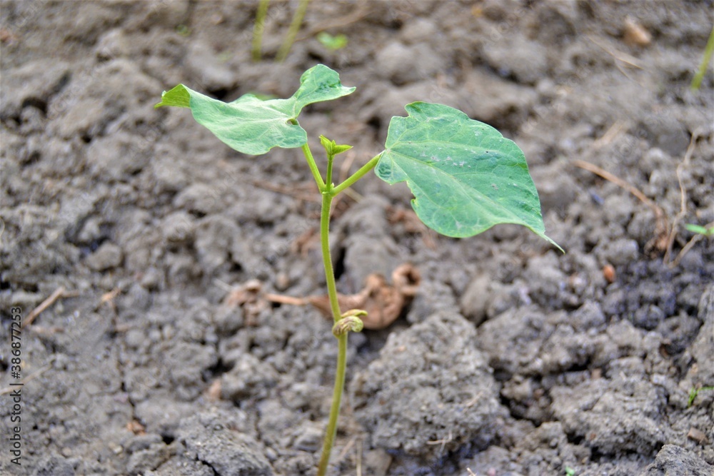 Small green sapling and black soil. The growth of a small bean seedling from the ground. Small green sapling and black soil. The growth of a small bean seedling from the ground.