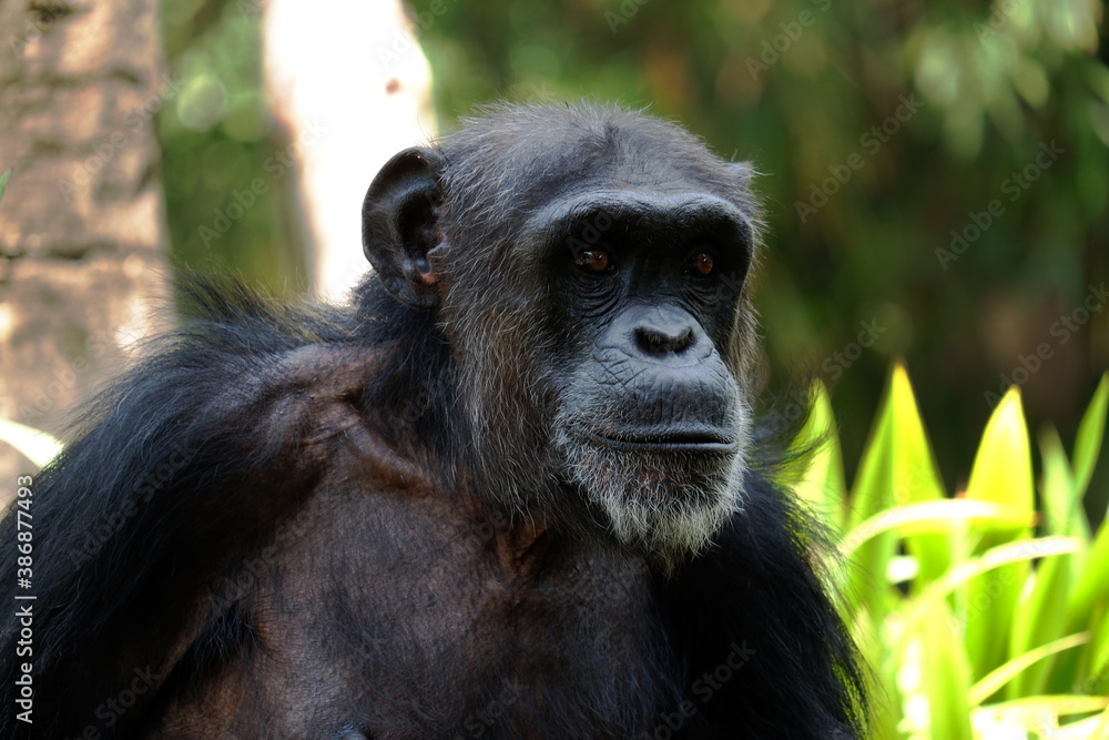Frontal Portrait of a Young Chimpanzee Relaxing Frontal Portrait of a Young Chimpanzee Relaxing