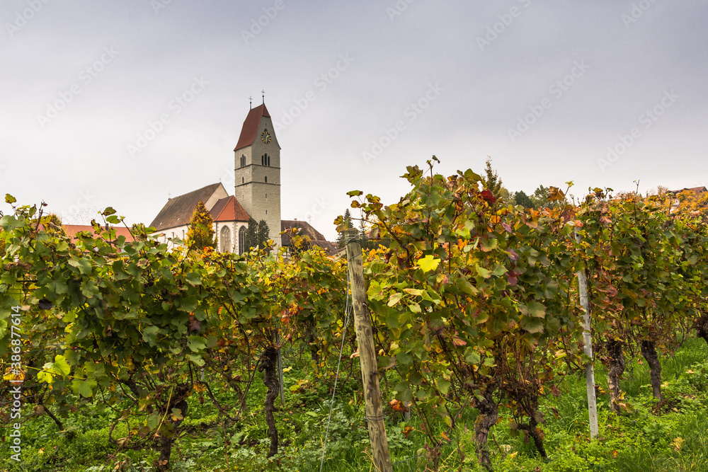 Kirche in Hagnau am Bodensee mit Weinreben im Herbst, Baden-Württemberg, Deutschland