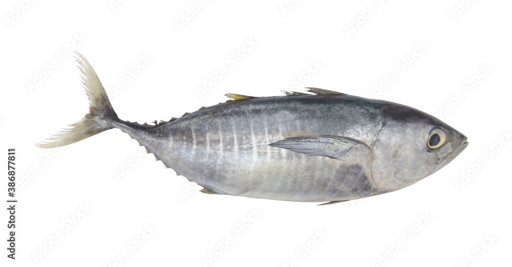 Tuna fish isolated on white Tuna fish isolated on white