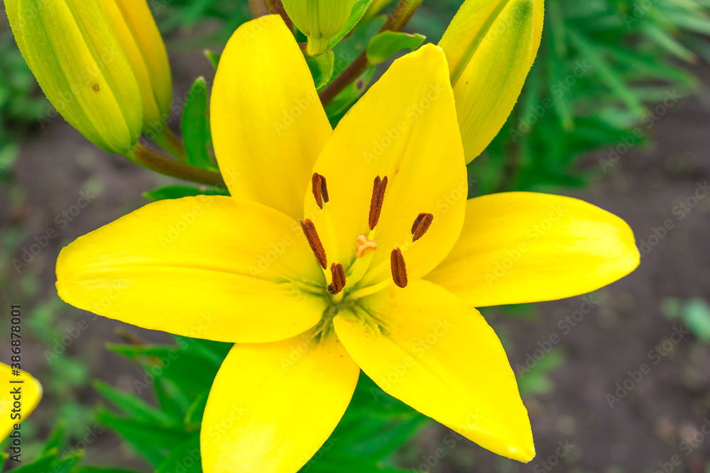 Yellow Lily flower on a green background. Hello summer Yellow Lily flower on a green background. Hello summer
