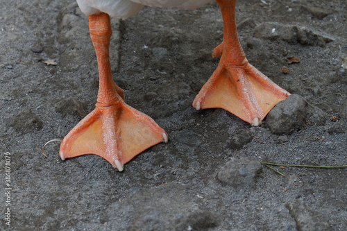 close up of swan foot photo