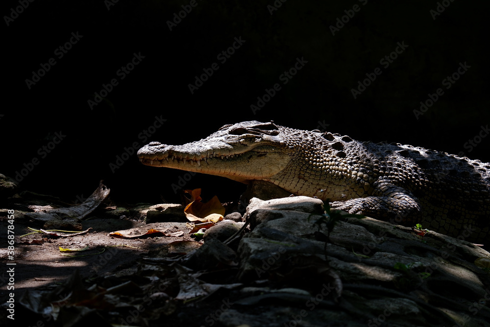 Obraz premium close up picture of crocodile with black background