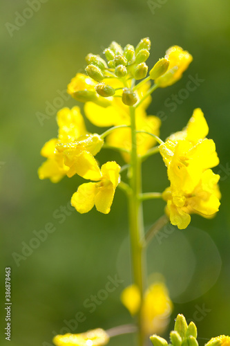 菜の花 © Paylessimages