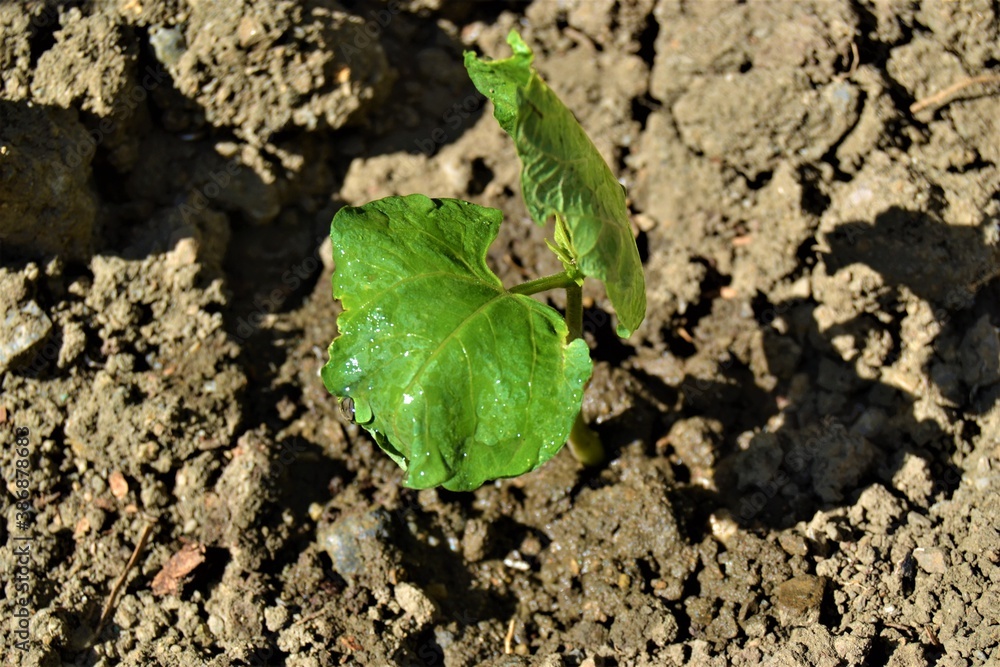 Small green sapling and black soil. The growth of a small bean seedling from the ground. Small green sapling and black soil. The growth of a small bean seedling from the ground.