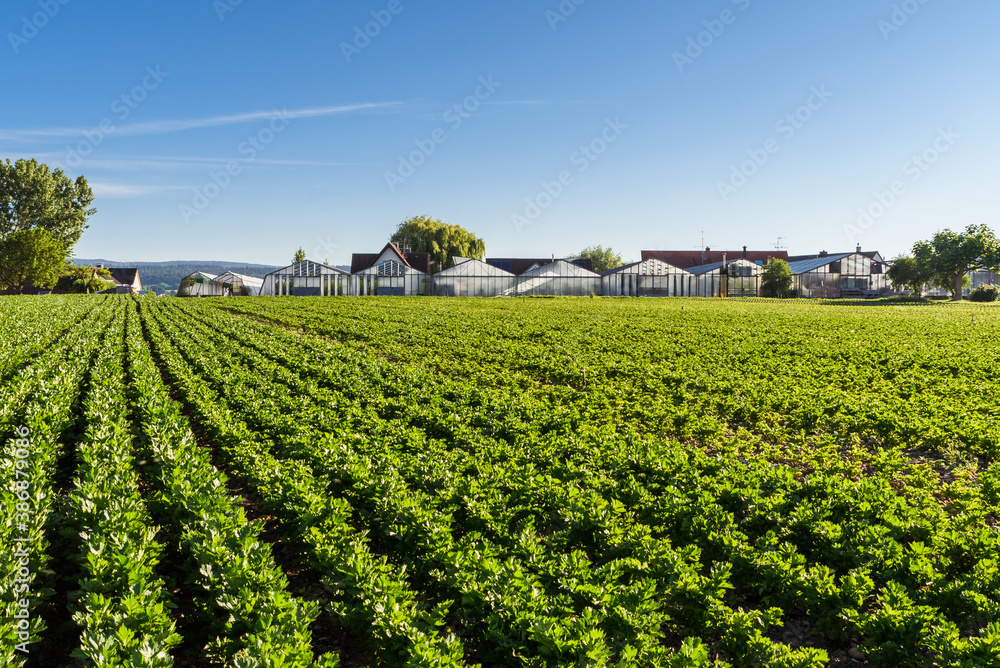 Gemüsefeld und Gewächshäuser auf der Insel Reichenau, Bodensee, Baden-Württemberg, Deutschland
