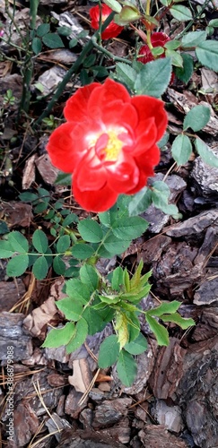 beautiful red rose