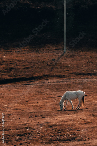 Horse on the mountain