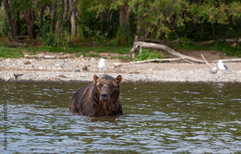 Kamchatka, bears of the Kuril lake Kamchatka, bears of the Kuril lake