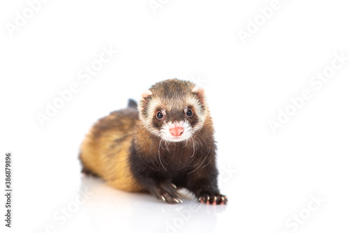 Black-brown puppy ferret lies and looks into the camera. Isolated on white background