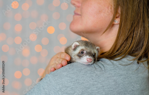 A small black and white puppy fluffy ferret lies on the shoulder of the mistress and licks its lips