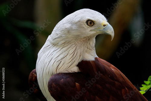 close up picture of Bondol eagle or Elang Bondol in Indonesia