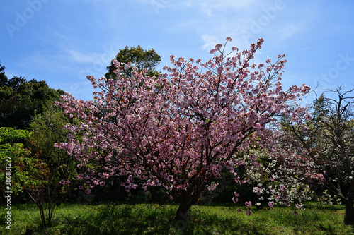 桜 © 許斐山