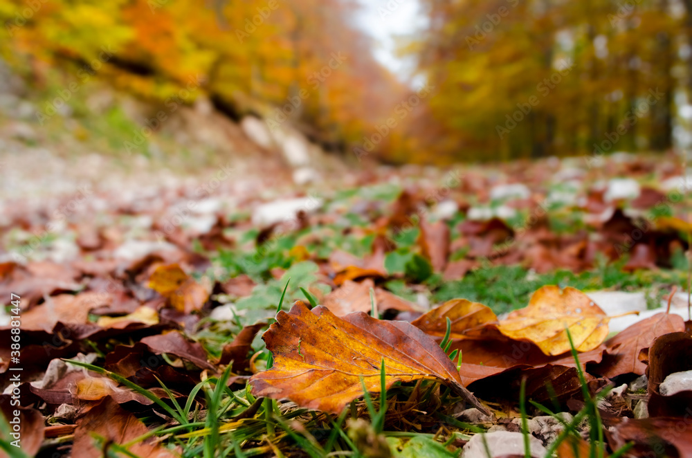 Autumn leaves on the ground Autumn leaves on the ground