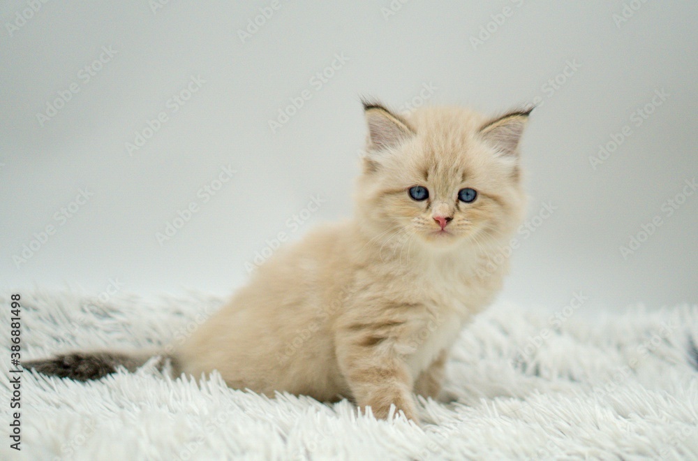 Obraz premium Kitten on a white background