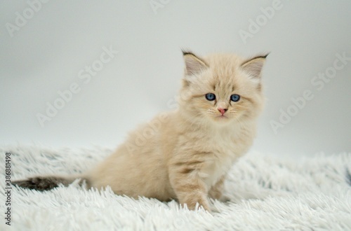 Kitten on a white background