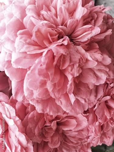 pink peony. pink mood