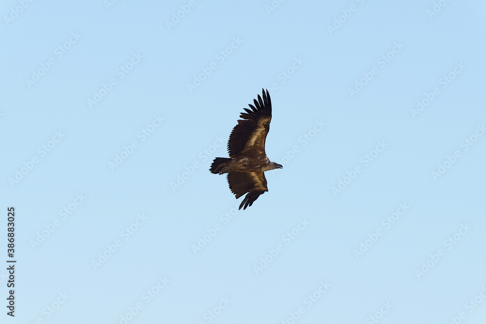 Obraz premium Griffon Vulture in flight.