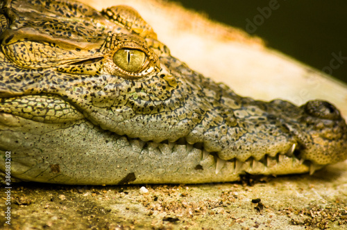 crocodile eye
