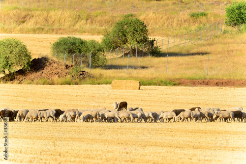 Flock of Sheep grazing in the field.