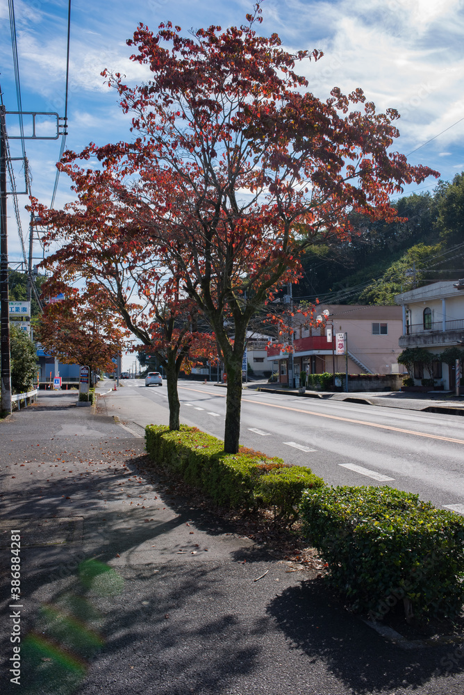 a road in the town and roadside trees in autumn