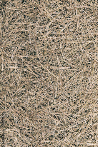 Pine needle straw background. Fall pattern. Autumn texture. 