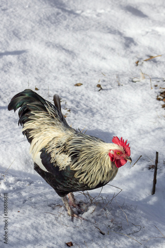 Cock walking outside in the snow