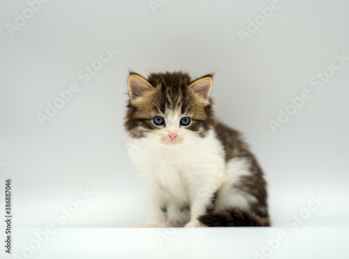 Kitten on a white background