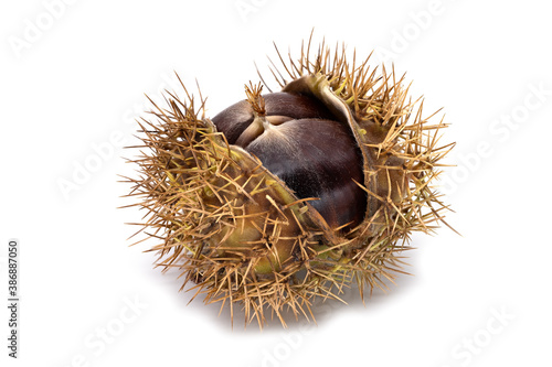 Wallpaper Mural Edelkastanie mit Schale Torontodigital.ca